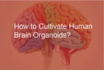 How to Cultivate Human Brain Organoids