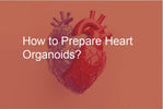 How to Prepare Heart Organoids