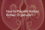 How to Prepare Human Kidney Organoids