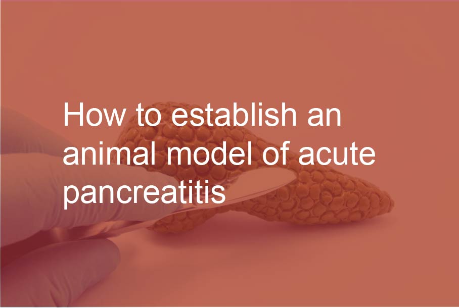 How to establish an animal model of acute pancreatitis