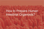 How to Prepare Human Intestinal Organoids