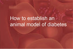 How to establish an animal model of diabetes