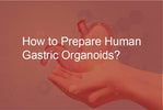 How to Prepare Human Gastric Organoids