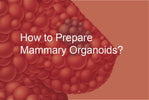 How to Prepare Mammary Organoids