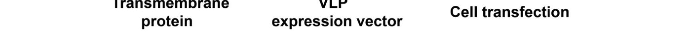 VLP Full-length membrane protein for use in drug development