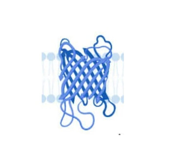 Transmembrane protein