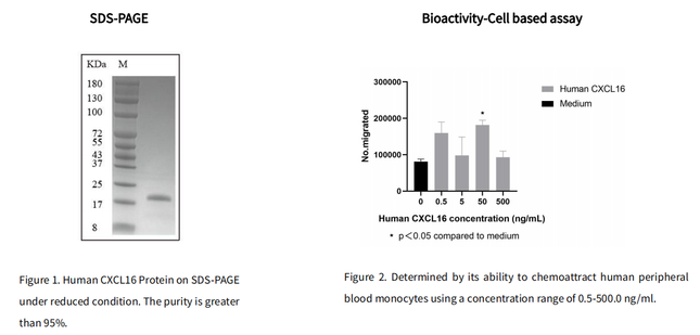 Recombinant Human CXCL16 Protein_C230228