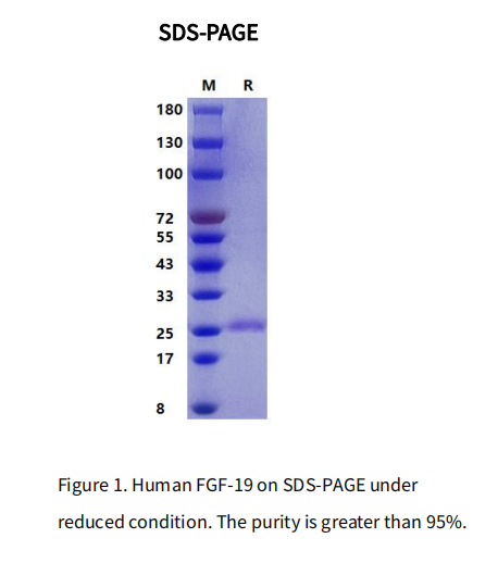 Recombinant Human FGF-19 Protein,Flag Tag_C230343