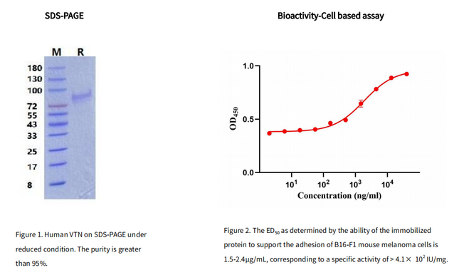 Recombinant Human Vitronectin/VTN Protein, His tag_C230519